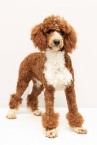 Quest – f1bb's father, a Poodle