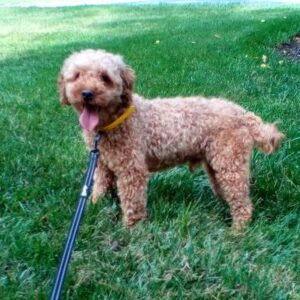 Foster – f1b's father, a Mini Poodle