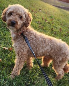Hans – f1bb's father, a Mini Poodle