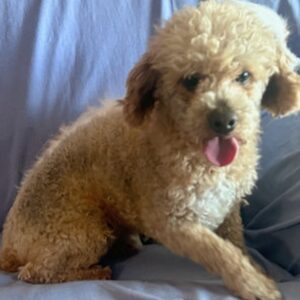 Molly – F1b's father, a Mini Poodle