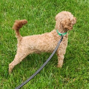 Ethan – f1b's father, a Toy Poodle