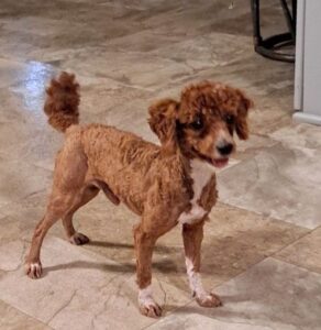 Tiana – F1bb's father, a Toy Poodle