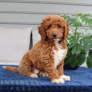 Breeds - Alt 10