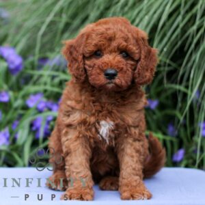 Breeds - Alt 2