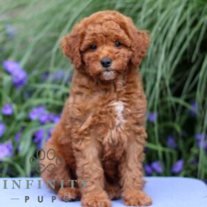 Breeds - Alt 24