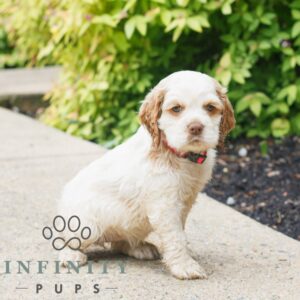 Breeds - Alt 10