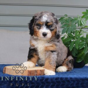 Breeds - Alt 21