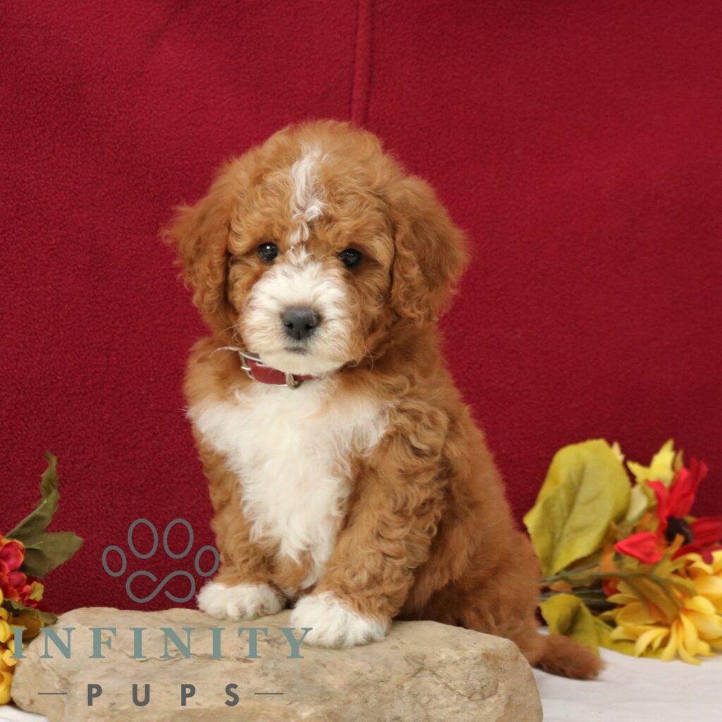 Rocky M (1)
