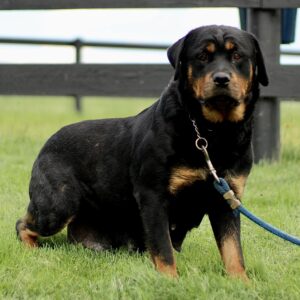 Alaina – AKC's mother, a Rottweiler