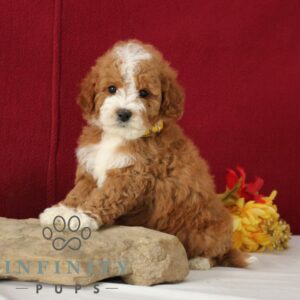 Breeds - Alt 18