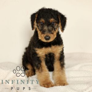 Breeds - Alt 2