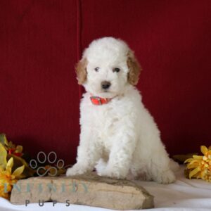 Breeds - Alt 18