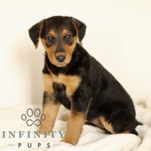 Breeds - Alt 23
