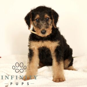 Breeds - Alt 2