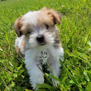 Breeds - Alt 1