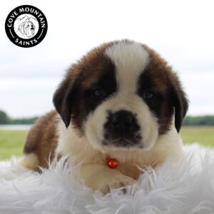 Breeds - Alt 11