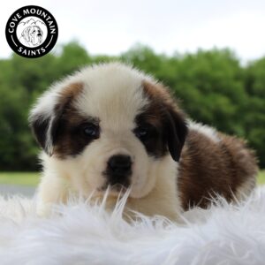 Breeds - Alt 20