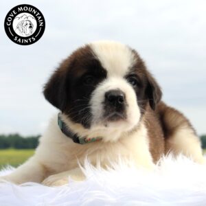 Breeds - Alt 15