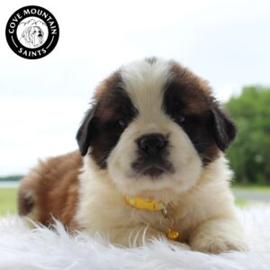Breeds - Alt 10
