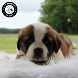 Breeds - Alt 6