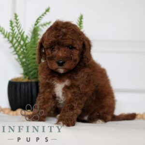 Breeds - Alt 16