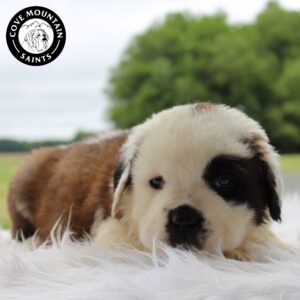 Breeds - Alt 18