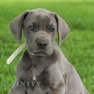 Breeds - Alt 8