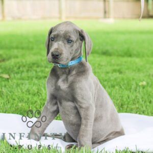 Breeds - Alt 10