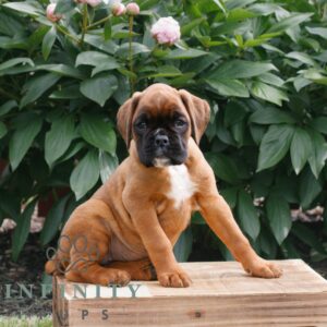 Breeds - Alt 11