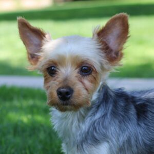 Teddy – ACA's mother, a Yorkshire Terrier