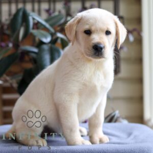 Breeds - Alt 22