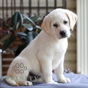 Breeds - Alt 23