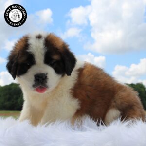 Breeds - Alt 26