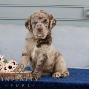 Breeds - Alt 1