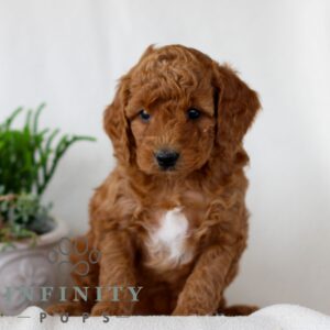 Breeds - Alt 20