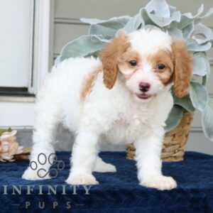 Breeds - Alt 28