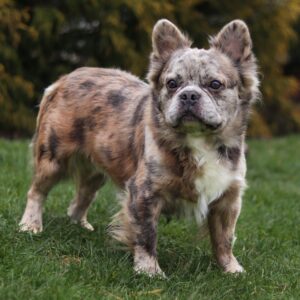 Diego – AKC's father, a French Bulldog