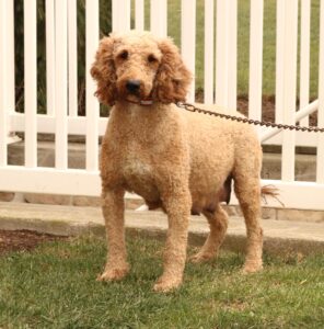 Haretta's mother, a Goldendoodle