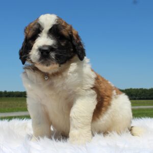 Breeds - Alt 24