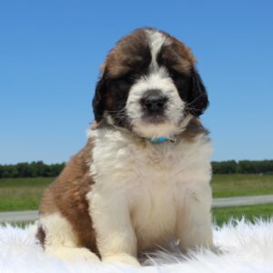 Breeds - Alt 19
