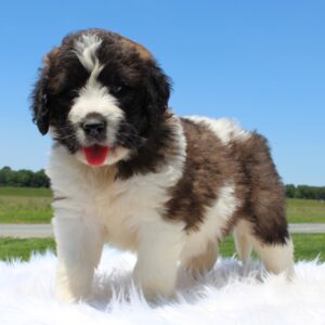Breeds - Alt 2