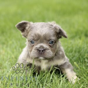 Breeds - Alt 12