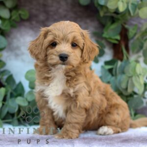 Breeds - Alt 23