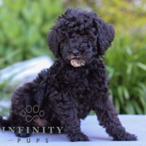 Breeds - Alt 26