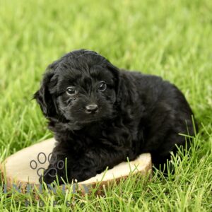 Breeds - Alt 22