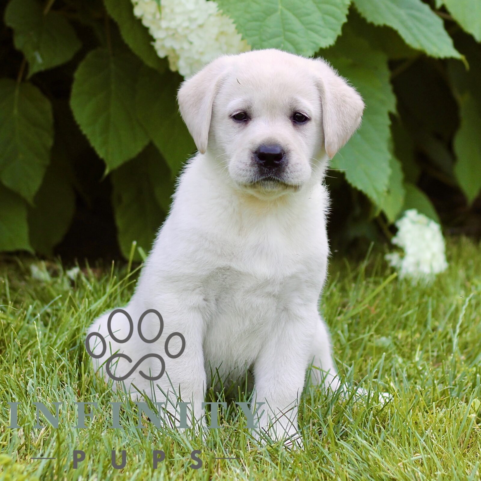 Labrador Retriever - White - Infinity Pups