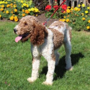Haretta's father, a Poodle
