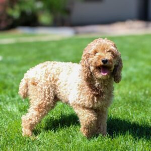 Leslie's mother, a Poodle