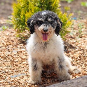 Leslie's father, a Poodle
