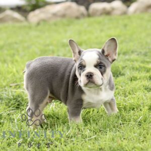 Breeds - Alt 24